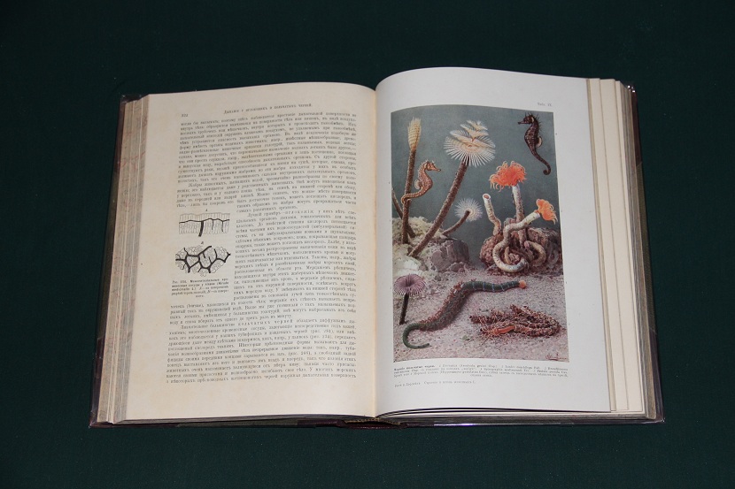 Антикварная книга "Тело животного как самостоятельный организм". 1913 г. (4)
