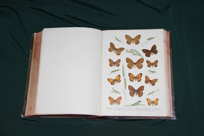 Антикварный атлас бабочек и гусениц. 1913 г. (4)