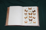 Атлас бабочек. Ламперт. 1913 г.