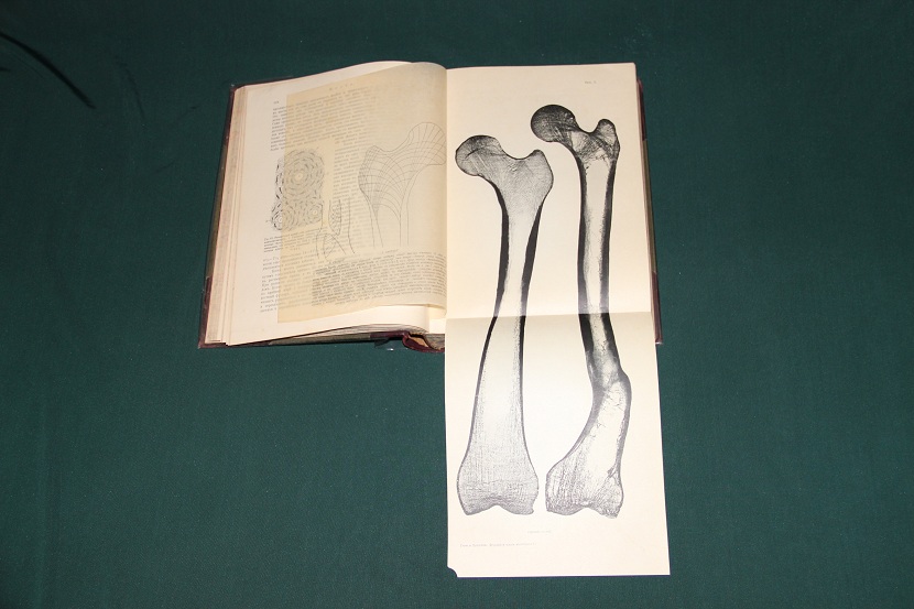 Антикварная книга "Тело животного как самостоятельный организм". 1913 г. (3)