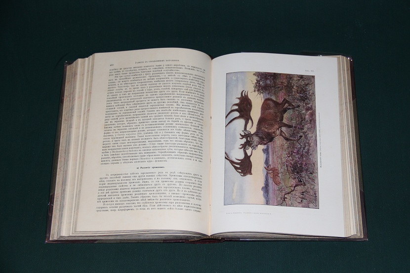 Антикварная книга "Тело животного как самостоятельный организм". 1913 г. (5)