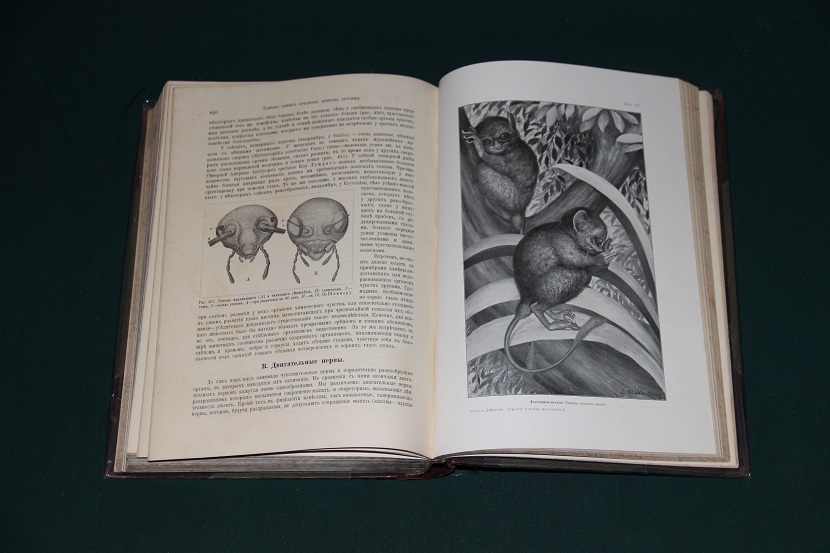Антикварная книга "Тело животного как самостоятельный организм". 1913 г. (6)