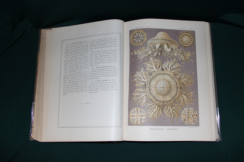 Антикварная книга "Красота форм в природе", Геккель. 1903 г.