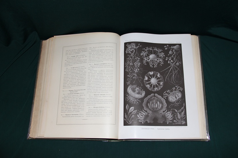 Антикварная книга "Красота форм в природе", Геккель. 1903 г.