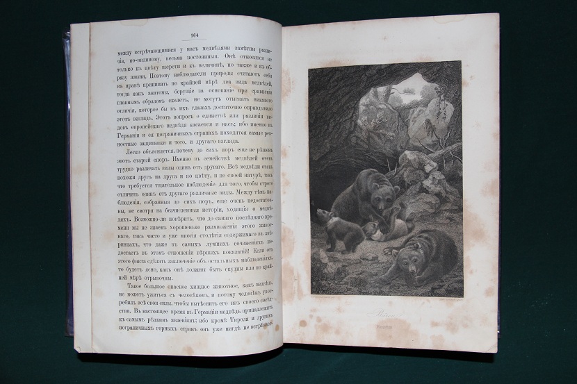 Антикварная книга "Лесные животные". Брем. 1867 г.