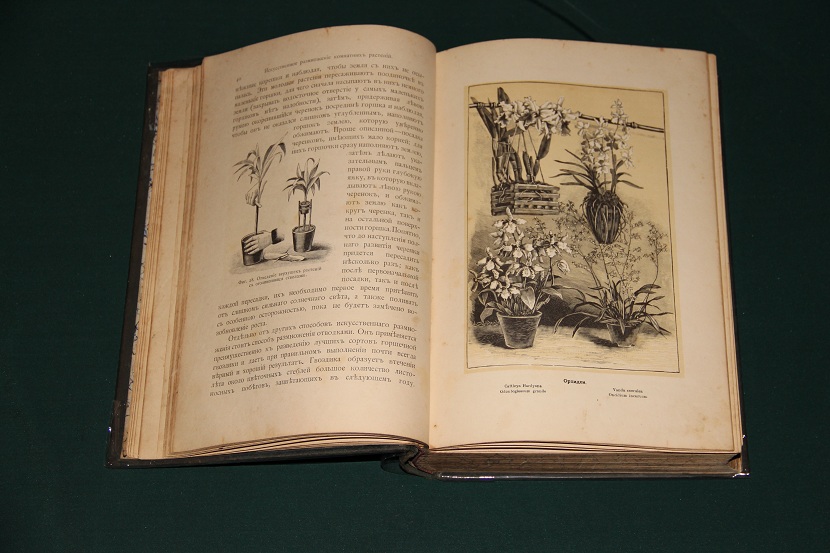 Антикварная книга "Комнатное садоводство". 1898 г. (3)