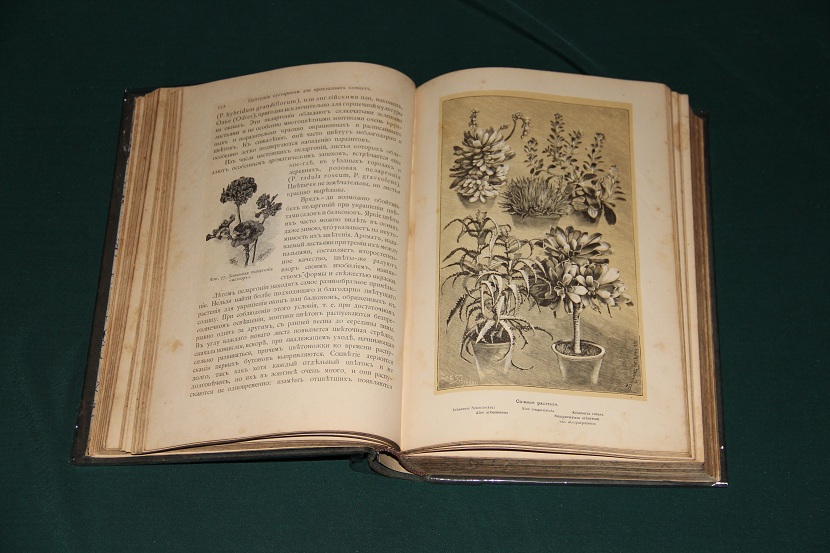 Антикварная книга "Комнатное садоводство". 1898 г. (4)