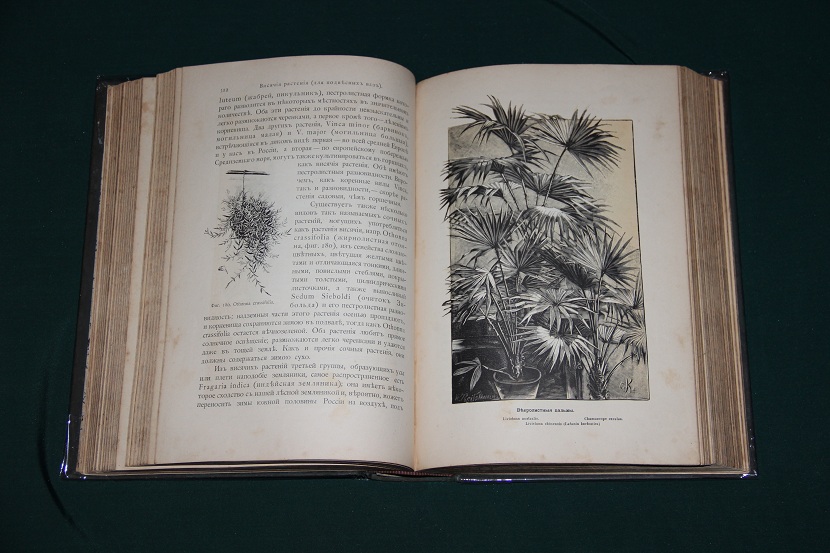 Антикварная книга "Комнатное садоводство". 1898 г. (5)