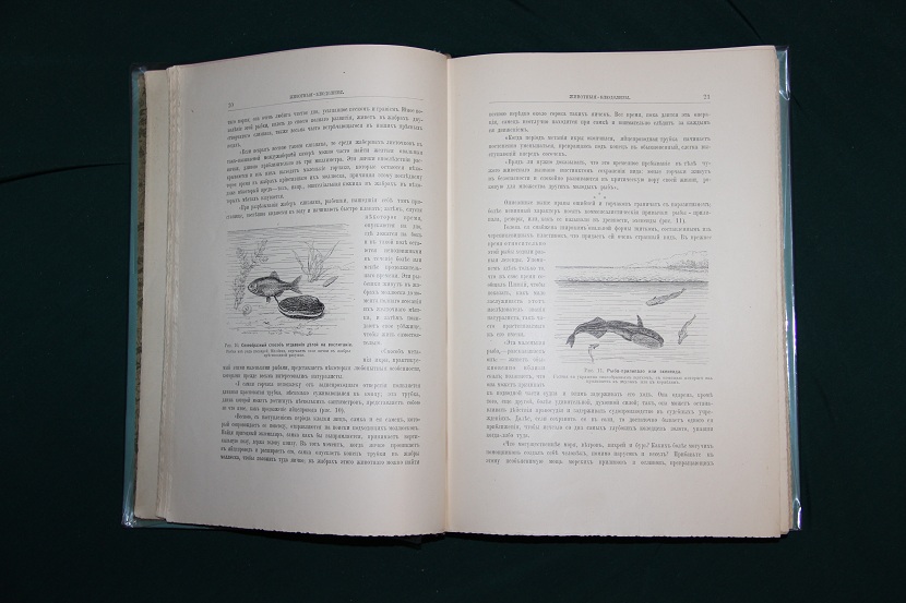 Антикварная книга "Причудливые животные". 1903 г. (3)
