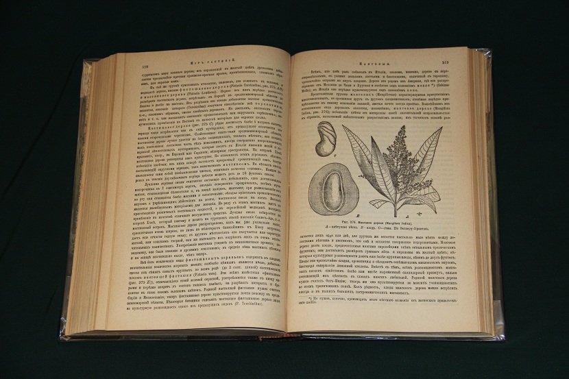 Библиотека естествознания, изд. Брокгауз-Ефрон. К. Шуман, Мир растений, 1906 г. (10)