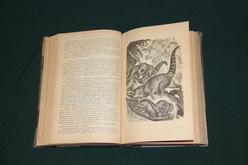 Библиотека естествознания, изд. Брокгауз-Ефрон. Е. Бихнер, Млекопитающие (8 том) 1906 г. (13)