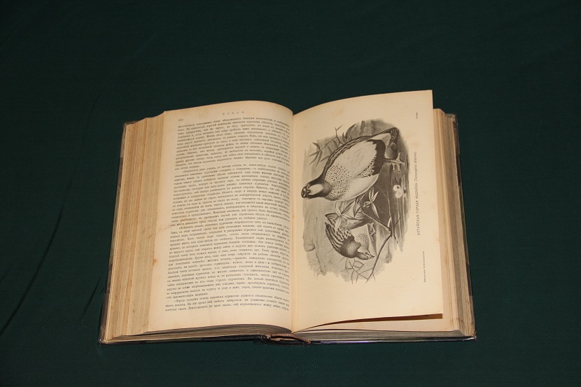 Библиотека естествознания, изд. Брокгауз-Ефрон. Мензбир, Птицы (9 том) 1904-09 г. (18)