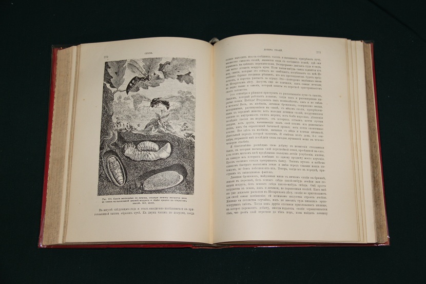 Антикварная книга "Инстинкт и нравы насекомых". 1914 г. (4)