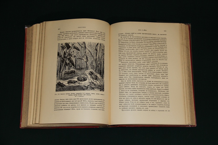Антикварная книга "Инстинкт и нравы насекомых". 1914 г. (6)