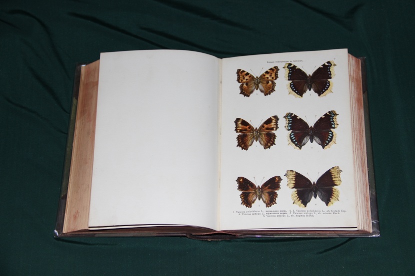 Антикварный атлас бабочек и гусениц. 1913 г. (3)