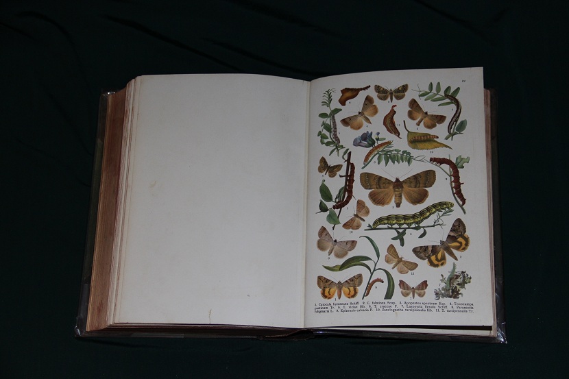 Антикварный атлас бабочек и гусениц. 1913 г. (6)
