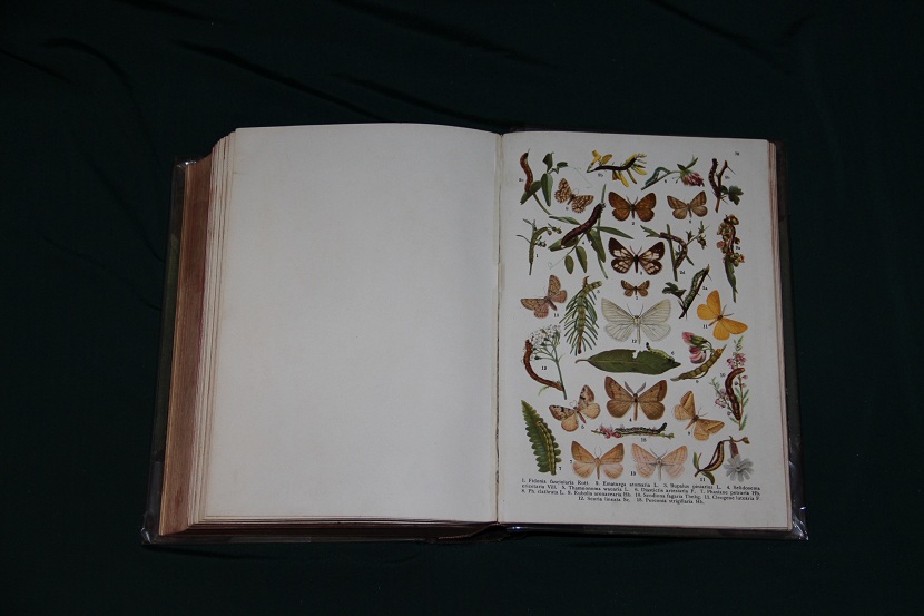 Антикварный атлас бабочек и гусениц. 1913 г. (7)
