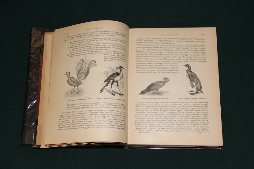 Антикварное издание "Птицы Европы". 1901 г. (4)