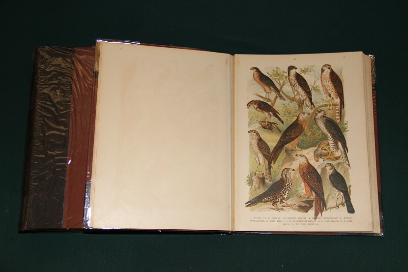 Антикварное издание "Птицы Европы". 1901 г. (7)