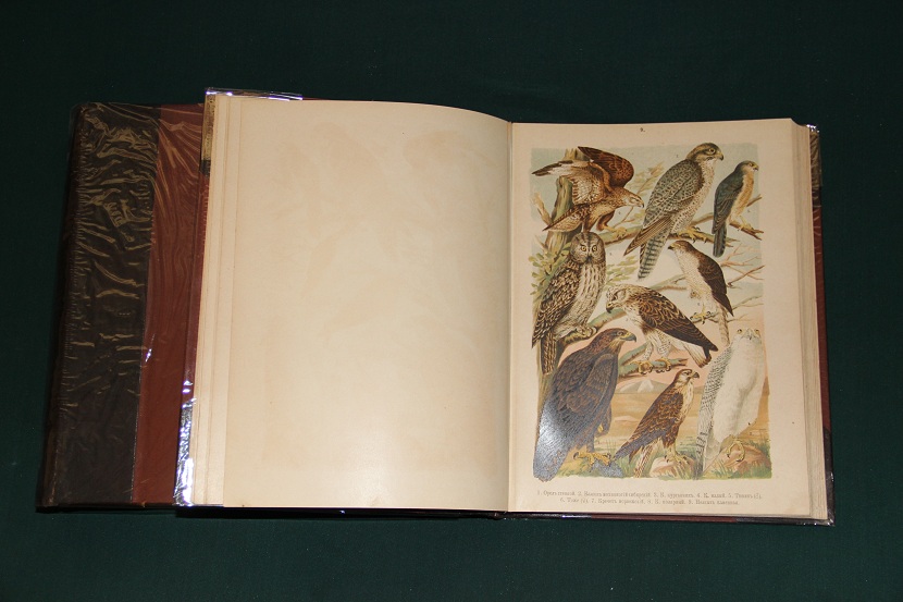 Антикварное издание "Птицы Европы". 1901 г. (8)