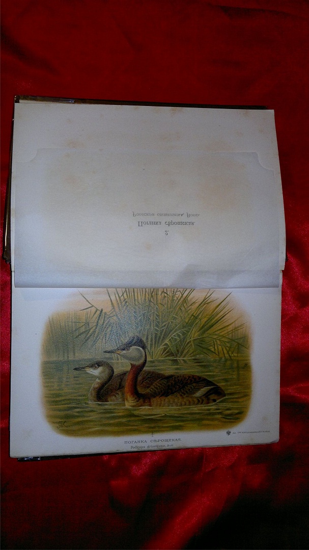 Охотничьи и промысловые птицы, Мензбир, 1900-1902 гг