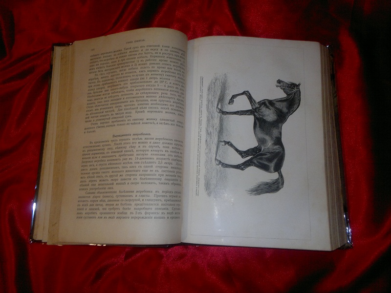 Антиквариат. Книга о лошади. Князь Урусов, 1911 г.