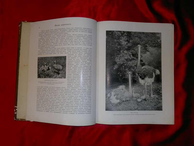 Антикварная книга Жизнь животных, 1909 г.