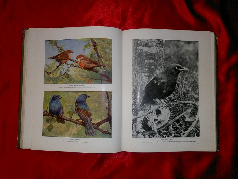 двухтомник "Жизнь животных в фотографиях с натуры", Изд. Кнебель 1909 г