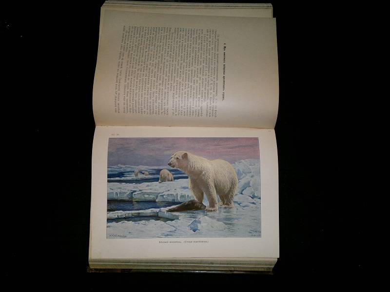 Антикварная книга "Животный мир, его быт и среда"