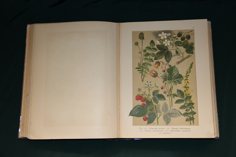 Ботанический атлас Гофмана, 1897 г.